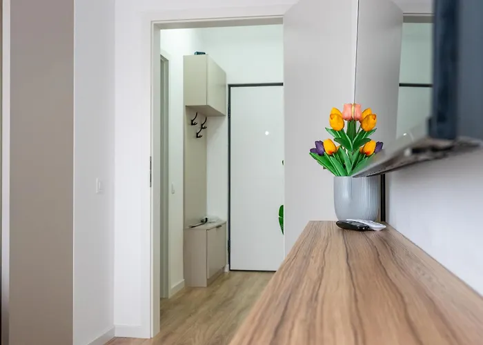 Mohost Magic - Feel The Spark Brasov